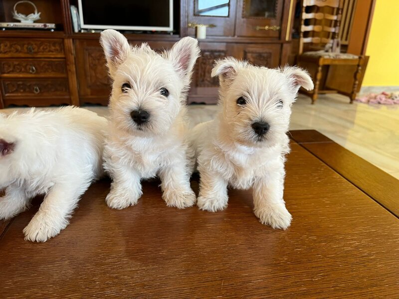Pui Westie deosebiti -disponibili acum!