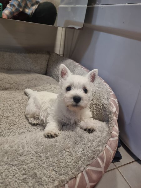 Pui Westie deosebiti -disponibili acum!