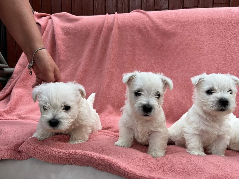 Pui Westie deosebiti -disponibili acum!