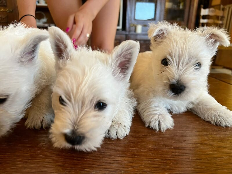 Pui Westie deosebiti -disponibili acum!
