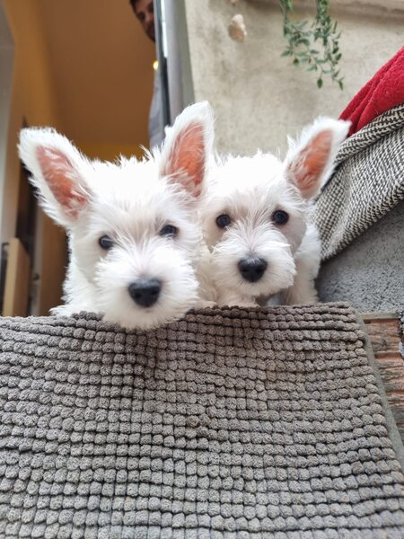 Pui Westie deosebiti -disponibili acum!