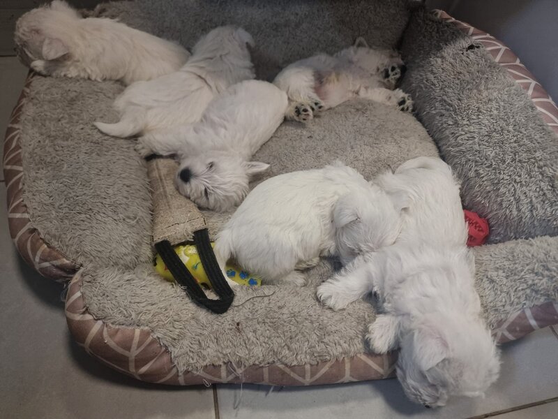 Pui Westie deosebiti -disponibili acum!