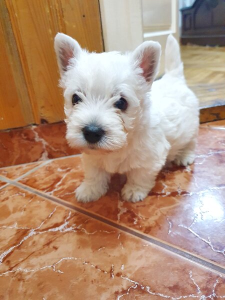 Pui Westie deosebiti -disponibili acum!