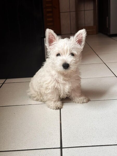 Pui Westie deosebiti -disponibili acum!