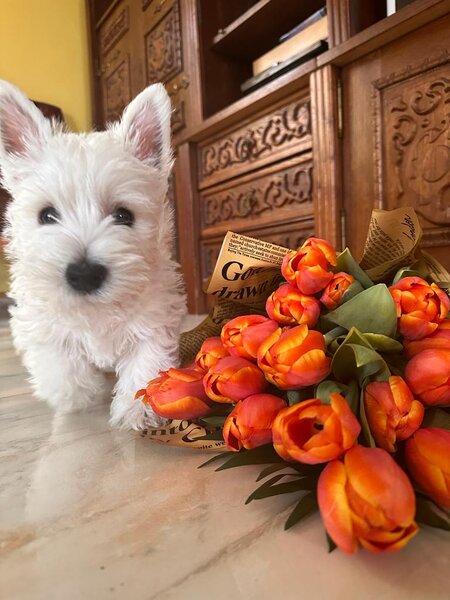 Pui Westie deosebiti -disponibili acum!