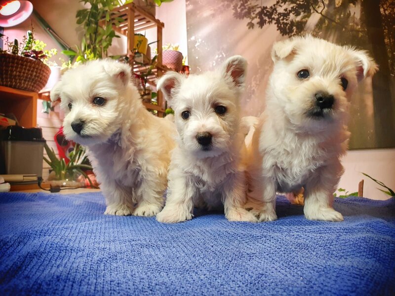 Pui Westie deosebiti -disponibili acum!