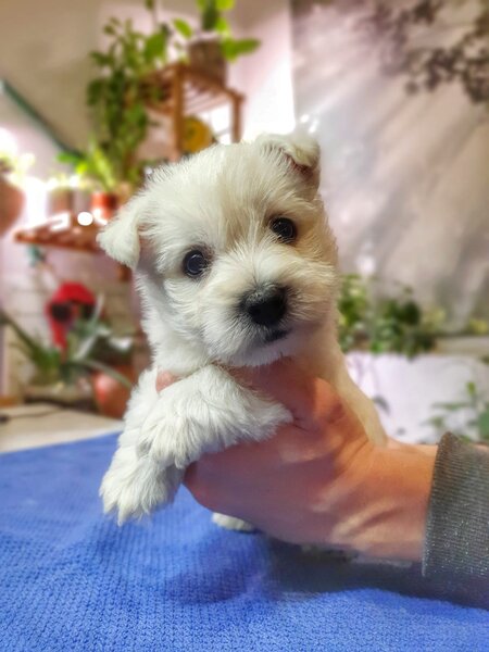 Pui Westie deosebiti -disponibili acum!