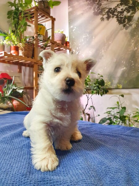 Pui Westie deosebiti -disponibili acum!