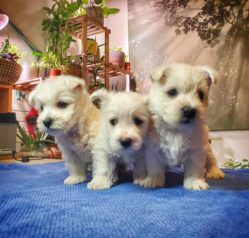 Pui Westie deosebiti -disponibili acum!