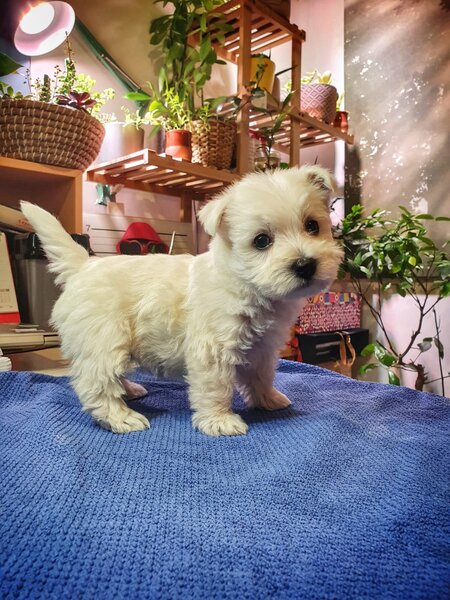 Pui Westie deosebiti -disponibili acum!