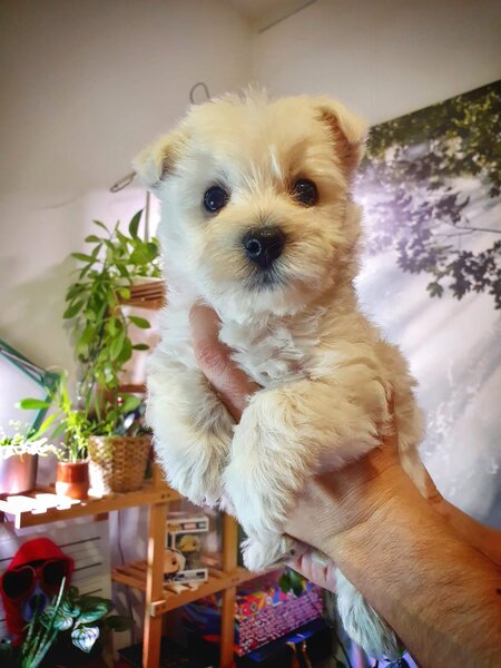 Pui Westie deosebiti -disponibili acum!