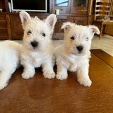 Pui Westie deosebiti -disponibili acum!